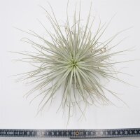 Graptopetalum superbum f. variegata Steckling