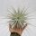 Echeveria gibbiflora Hybrid Steckling
