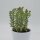 Crassula brevifolia - 12cm