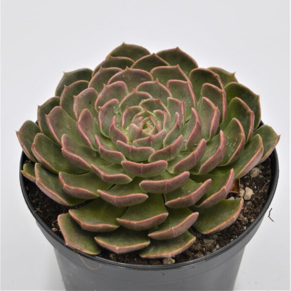 Echeveria Brown Rose - 15cm
