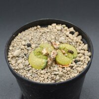 Echeveria mebina f. variegata