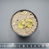 Echeveria halbingeri f. variegata Steckling