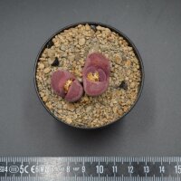 Echeveria Golden State f. variegata Steckling