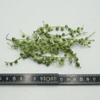 Echeveria Green Paw 1