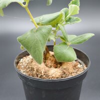 Echeveria subessilis f. variegata