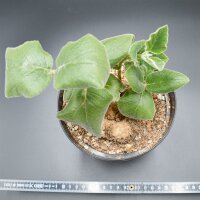 Echeveria subessilis f. variegata