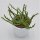 Euphorbia pugniformis - 5,5cm