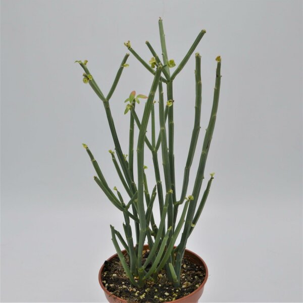 Euphorbia phosphorea - 15cm