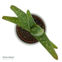 Aloe vera - 6cm