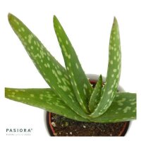 Aloe vera - 6cm