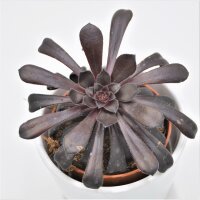 Aeonium arboreum Schwarzkopf - 8,5cm