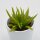 Peperomia ferreyrae - 5,5cm