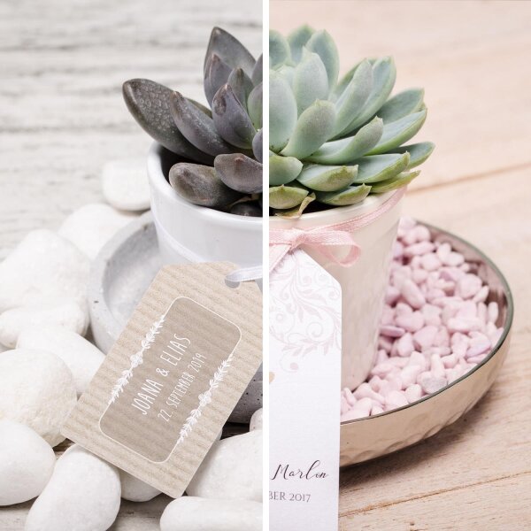 Succulent Give aways