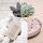 Succulent Give aways