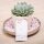 Succulent Give aways