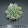 Graptoveria Bainesii f. variegata Steckling