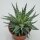 Aloe Safari - 10,5cm