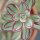 Echeveria nodulosa - 14cm