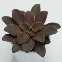 Echeveria racemosa - 6cm