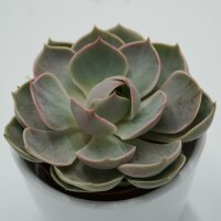Echeveria Lotus - 8,5cm