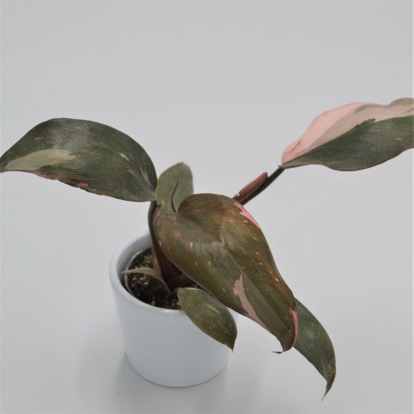 Philodendron Pink Princess - 6cm