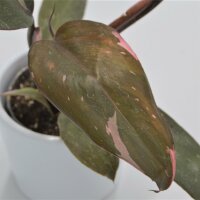 Philodendron Pink Princess - 6cm