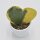 Hoya kerrii f. variegata - 6cm
