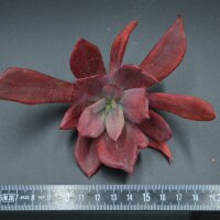 Echeveria fimbriata f. variegata Steckling