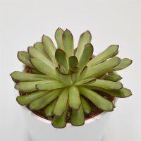 Echeveria Magma Pearl - 12cm