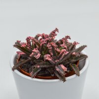 Kalanchoe Pink Butterfly - 8,5cm