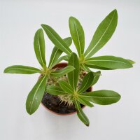 Pachypodium saundersii - 13cm