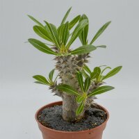 Pachypodium saundersii - 13cm