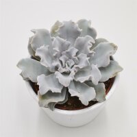 Echeveria Crispate Beauty - 10,5cm