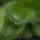 Crassula capitella v. setosa - 8,5cm