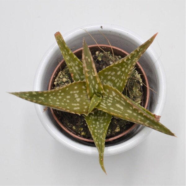 Aloe contina - 5,5cm