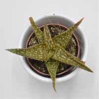Aloe contina - 5,5cm
