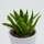Aloe mitriformis - 5,5cm