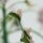 Senecio articulatus f. variegata - 8,5cm