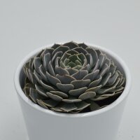 Echeveria Wavellite  - 9cm