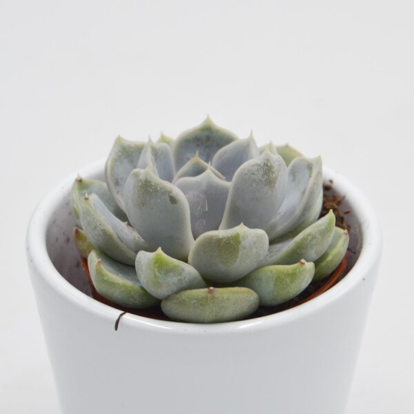 Echeveria Snow Bunny Ø5,5cm - Shop now