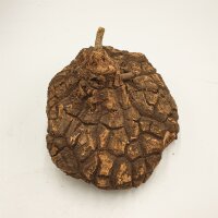 Dioscorea mexicana - Caudex Ø 16 - 18cm