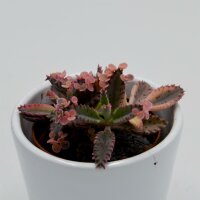 Kalanchoe Pink Butterfly - 5,5cm