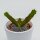 Euphorbia stellata - 5,5cm