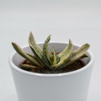 Gasteria marmorata f. variegata - 8,5cm