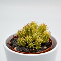Euphorbia aggregata f. variegata - 8,5cm