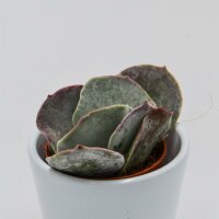 Cotyledon orbiculata Pink Leaves - 5,5cm