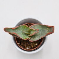 Aloe striata - 5,5cm