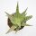 Aloe Carola - 10,5cm