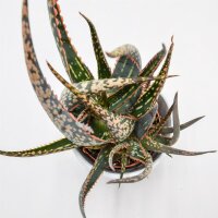 Aloe Carola - 8,5cm