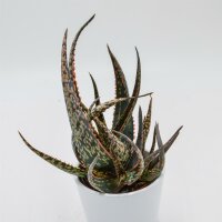 Aloe Carola - 8,5cm